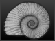 Ammonite's Avatar