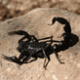 Scorpio's Avatar